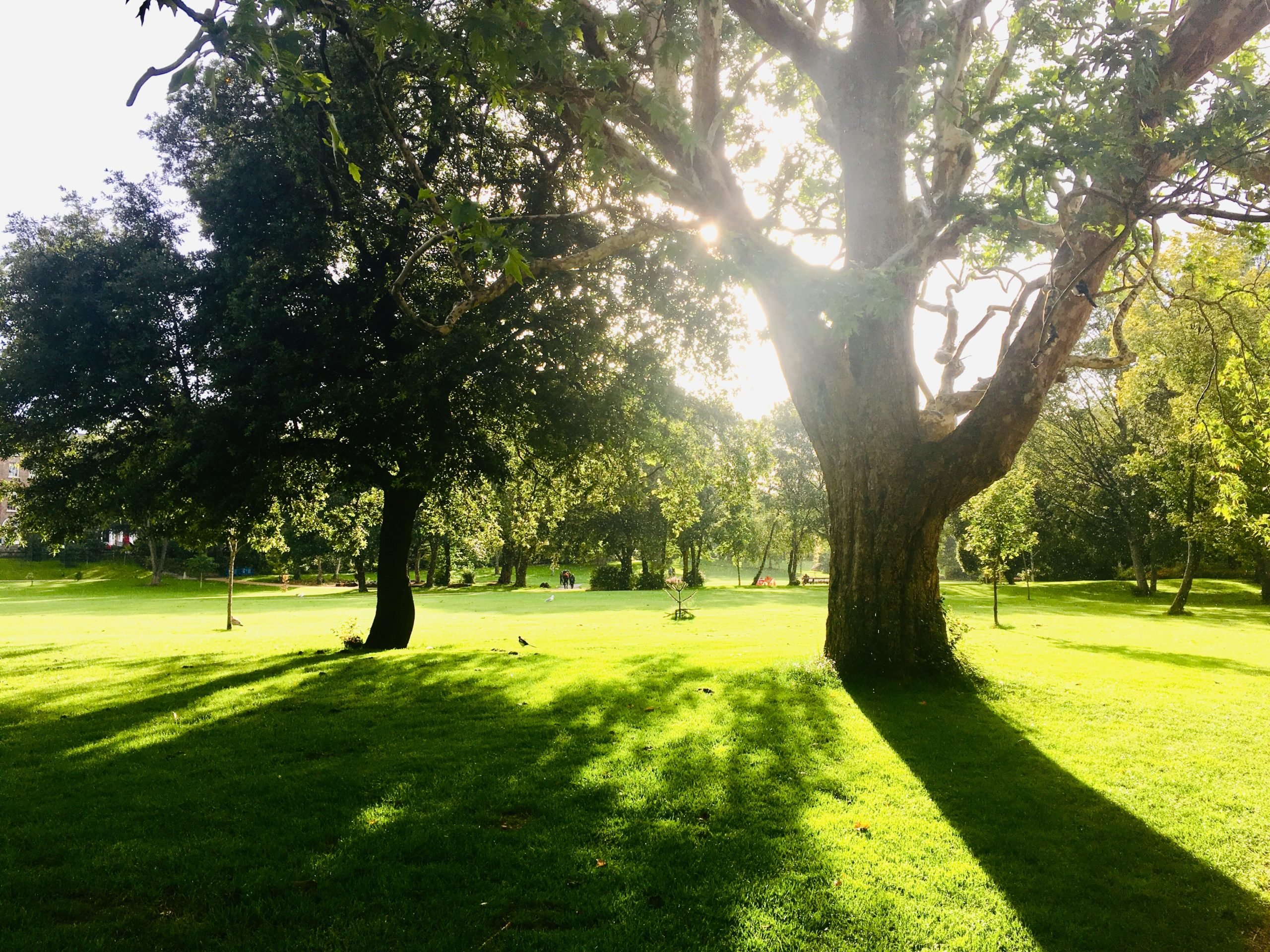 Merrion Square Park Dublin | Spotted by Locals