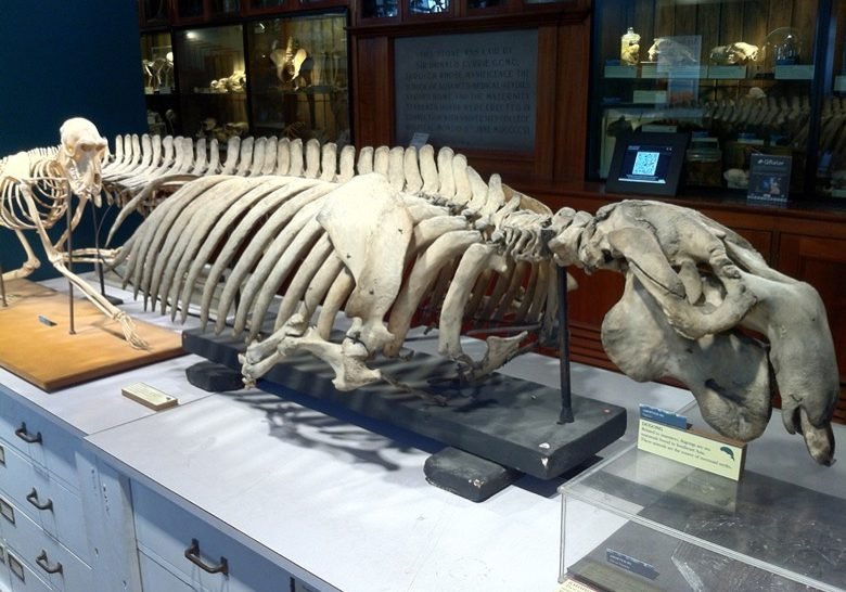 Grant Museum of Zoology – Animal House
