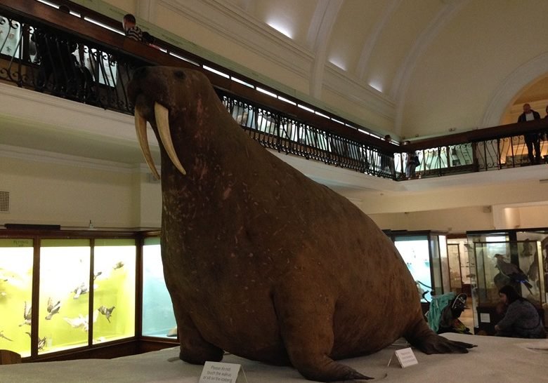 Horniman Museum – Stuffed walrus and other wonders