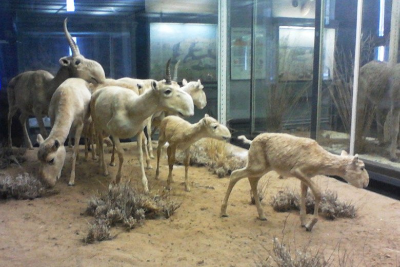 Zoological museum Moscow