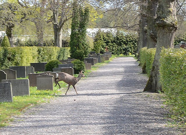 Norra Begravningsplatsen Stockholm