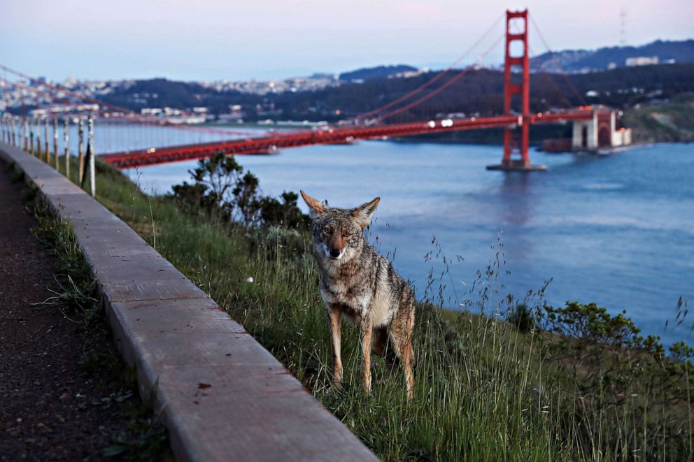 Happy Earth Day photos: Wildlife roams as the planet's human ...
