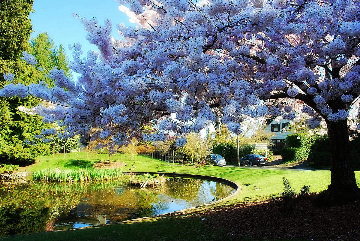 The Cherry Tree and Duck Pond at Maiden Lane and Madrona Drive - by Joe Wolf