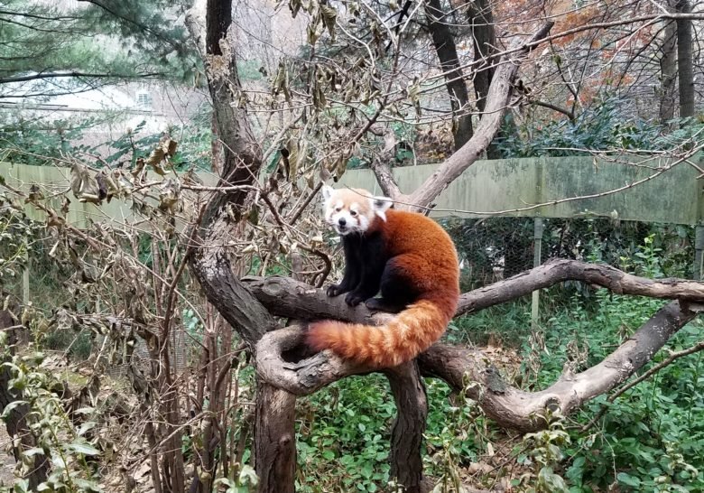 Central Park Zoo New York