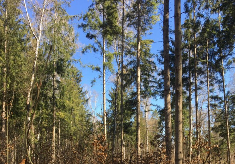 Perlach Forest Munich