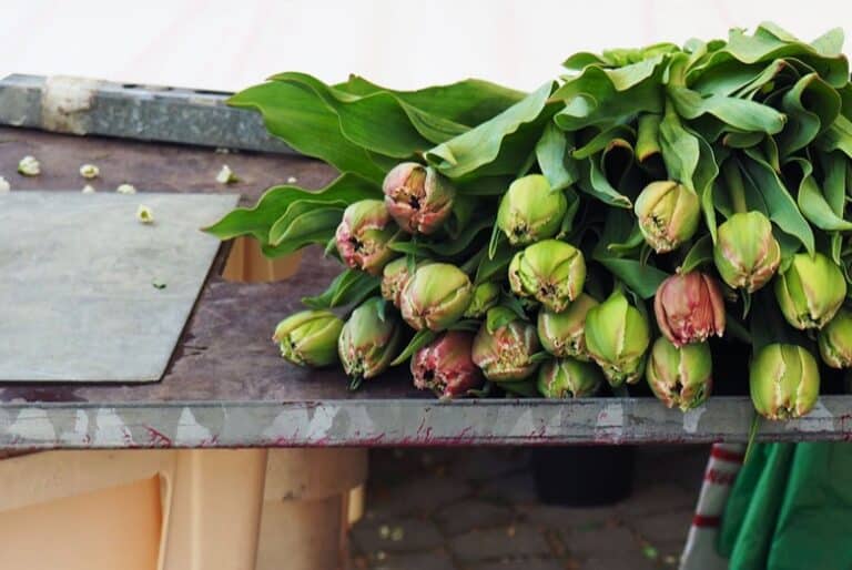 Apostelnmarkt Cologne