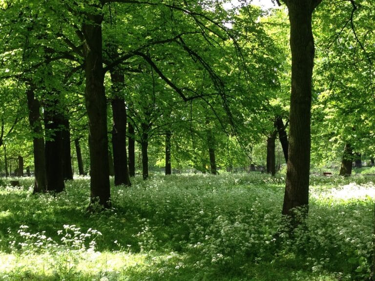 Haagse Bos The Hague