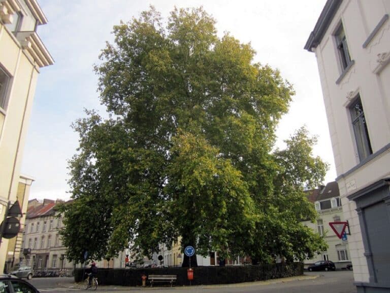 Hug a Tree Ghent
