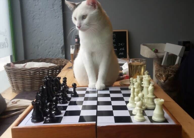 Le New Chattouille Brussels