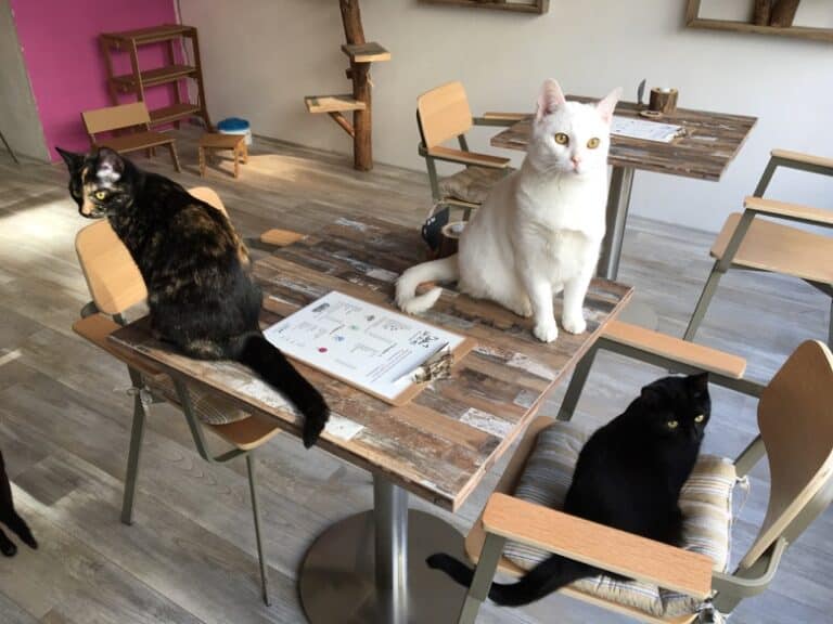 Pebbles Kitty Cat Café Rotterdam