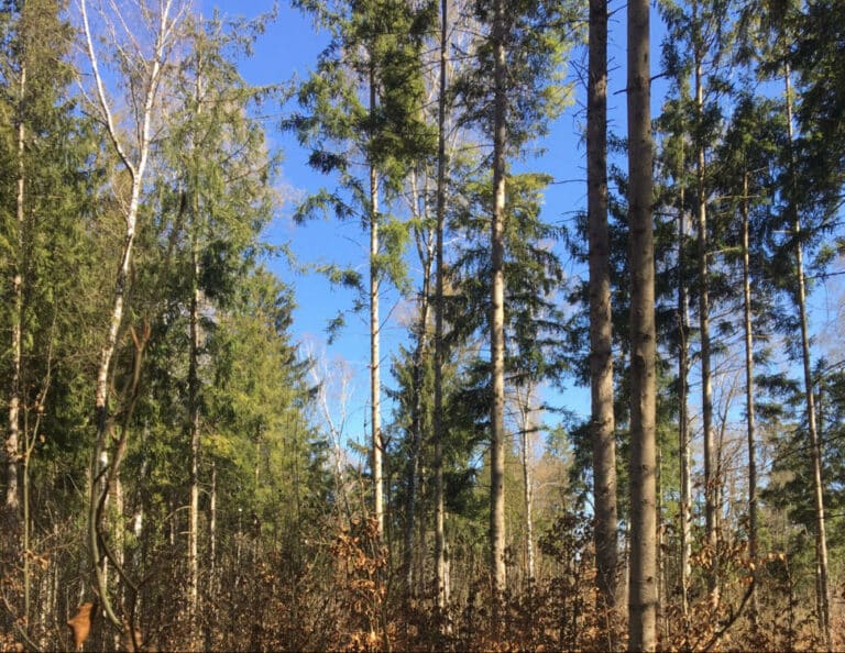 Perlach Forest Munich