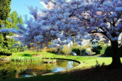 The Cherry Tree and Duck Pond at Maiden Lane and Madrona Drive - by Joe Wolf