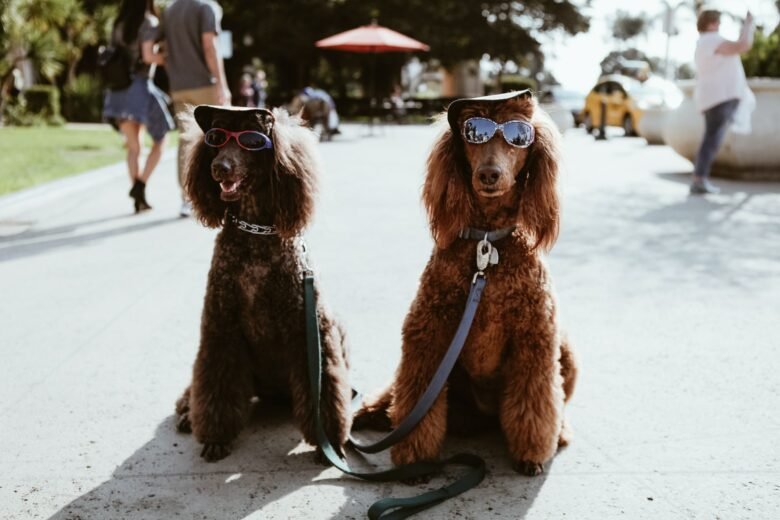 Some of the Best Cities to Travel With Your Dog Worldwide